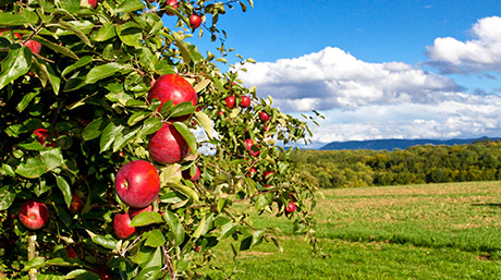 Farm Fresh Nutrition